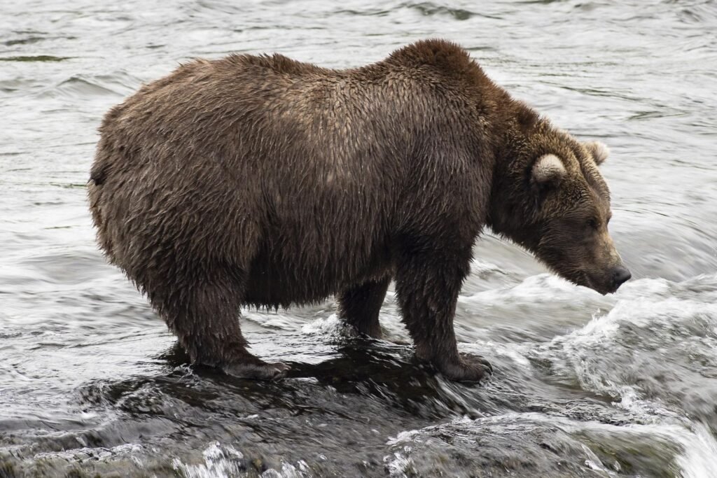 Voting begins for Fat Bear Week in Alaska