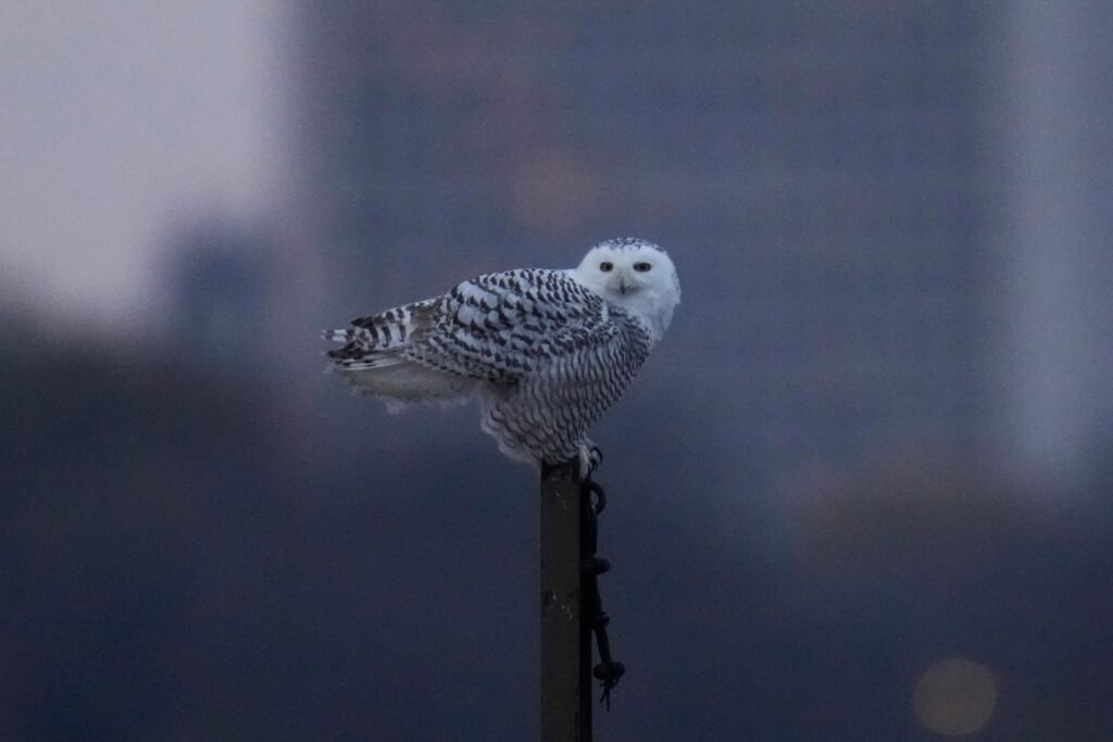 A pair of snowy owls spotted along Lake Michigan beach draws crowds in Chicago