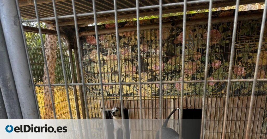 “Amontonaban las bolsas de basura junto a las jaulas”