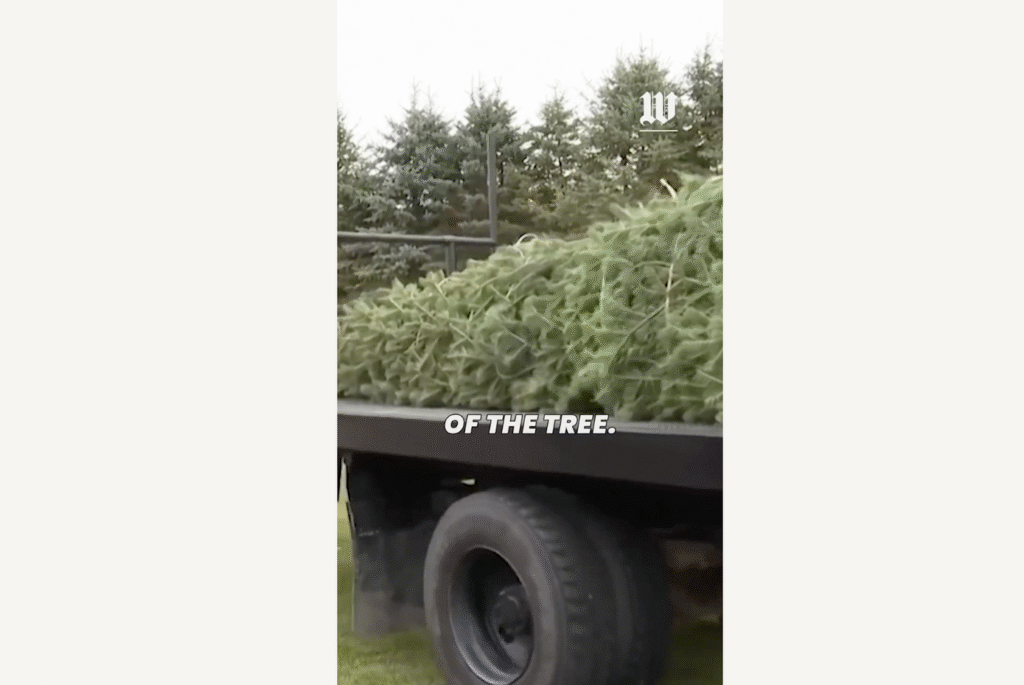 Concolor fir selected as this year's White House Christmas tree is cut down, baled at Michigan farm