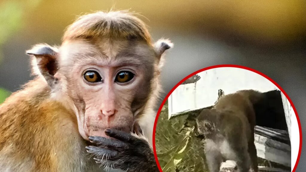 Escaped Monkey in Mississippi Killed By Frightened Mother Escaped Monkey in Mississippi Killed By Frightened Mother