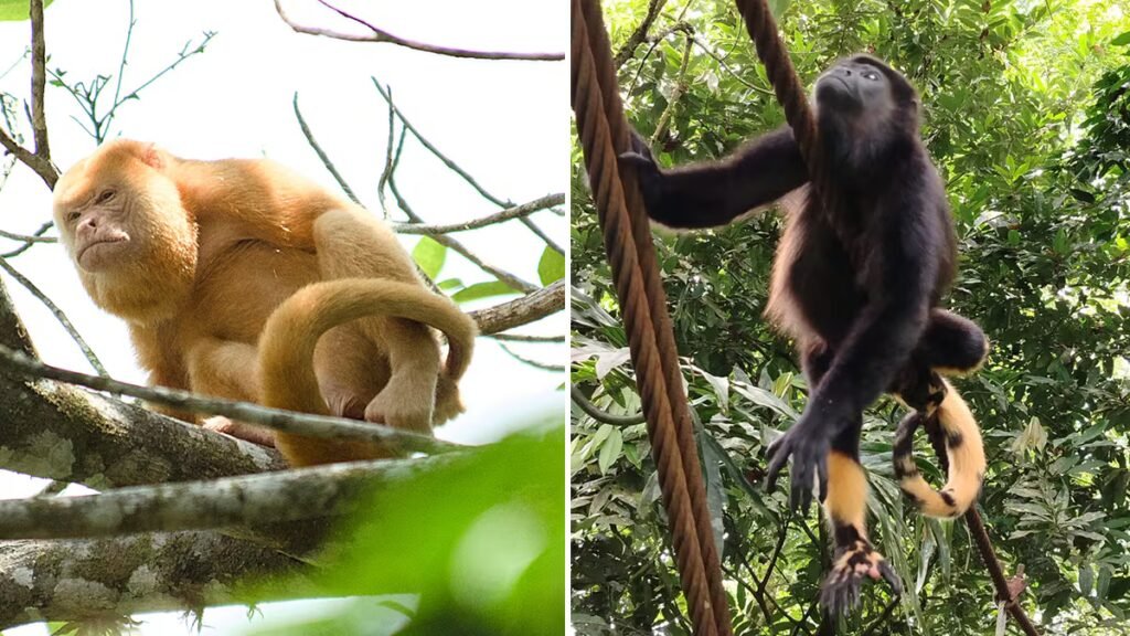 From the white Iberian lynx in Spain to the howler monkeys of Costa Rica: Why do animals change color? | Science