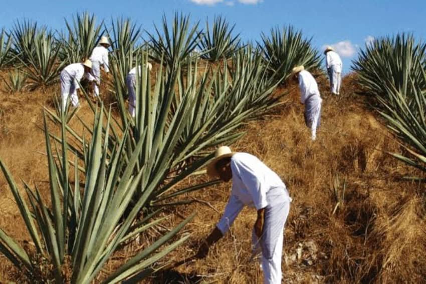 The ‘green gold’ miners from Korea: A forgotten diaspora The 'green gold' miners from Korea: A forgotten diaspora