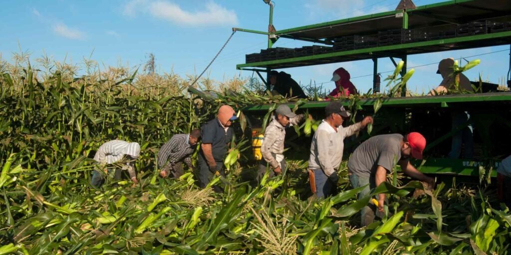 Bitter harvest – rabble.ca Bitter harvest - rabble.ca