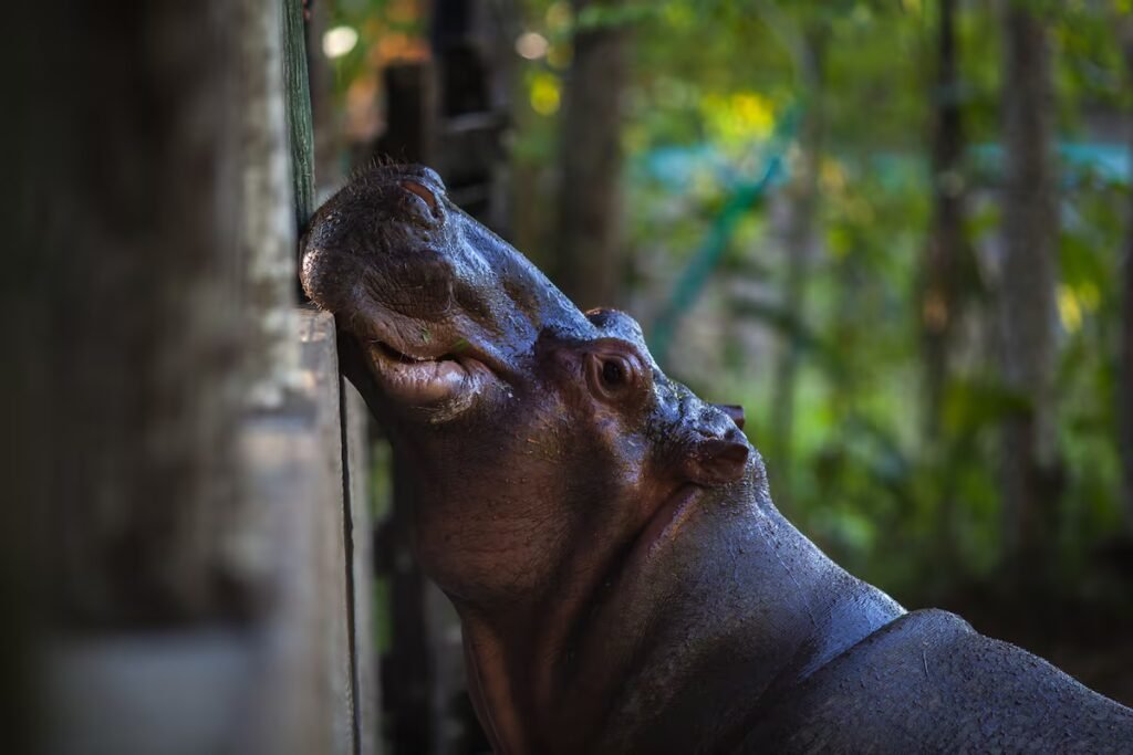 Pablo Escobar’s hippos: A serious environmental problem, 40 years on | International Pablo Escobar’s hippos: A serious environmental problem, 40 years on | International