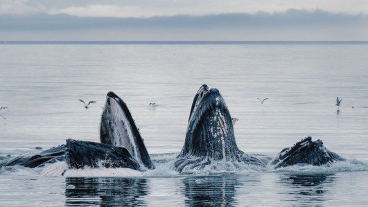 Virtuoso taps into nine must-have experiences for luxury travellers in 2026 Virtuoso taps into nine must-have experiences for luxury travellers in 2026