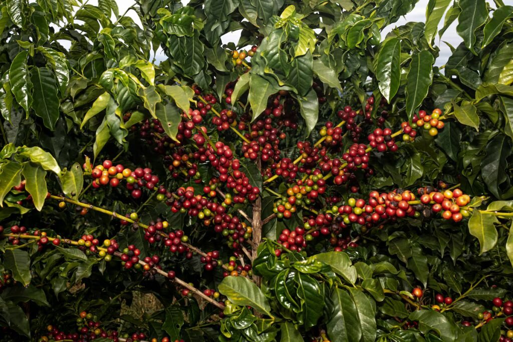 Why the price of coffee has skyrocketed: from Brazilian plantations to specialty coffee houses | Economy and Business