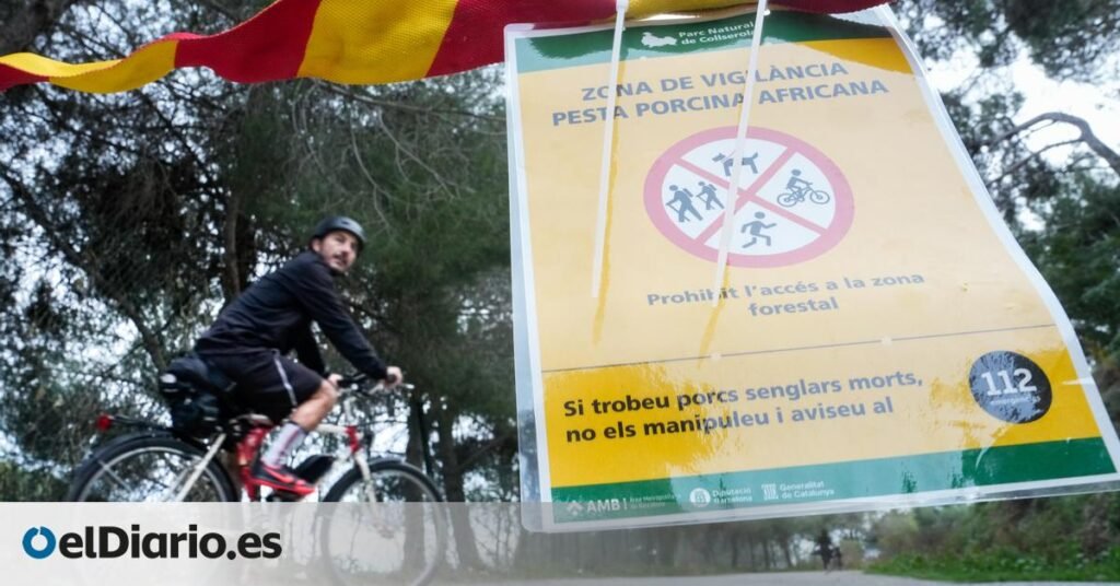 claves de la peste porcina en Catalunya, la granja de cerdos de Europa claves de la peste porcina en Catalunya, la granja de cerdos de Europa