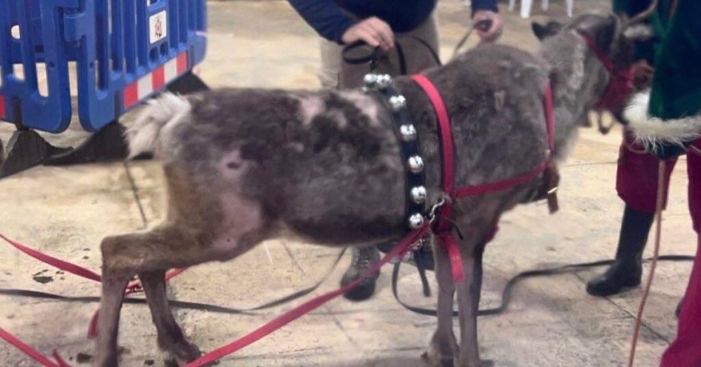 un maltrato evidente y un lucrativo negocio