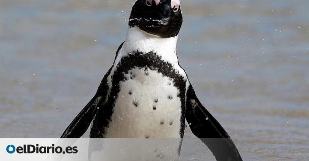 El Ejército de Tierra lanza una campaña para apadrinar pingüinos en la Antártida y apoyar la conservación de siete especies