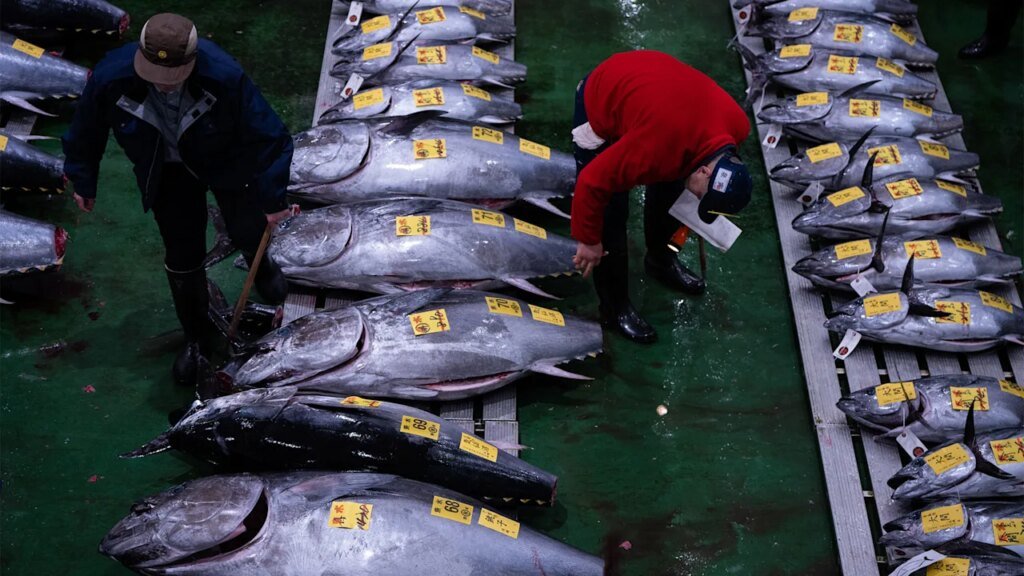 Record-breaking tuna sells for $3.2 million at a Tokyo auction Record-breaking tuna sells for $3.2 million at a Tokyo auction