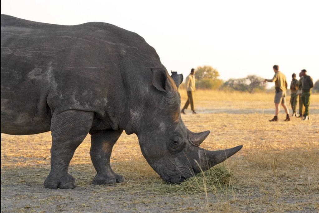 'Ridiculous' plan developed at Florida zoo saves wild rhino's eyesight in Africa