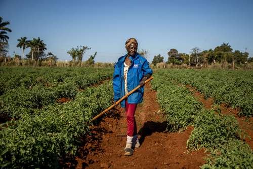 Cuba libra batalla contra desabasto alimentario Cuba libra batalla contra desabasto alimentario