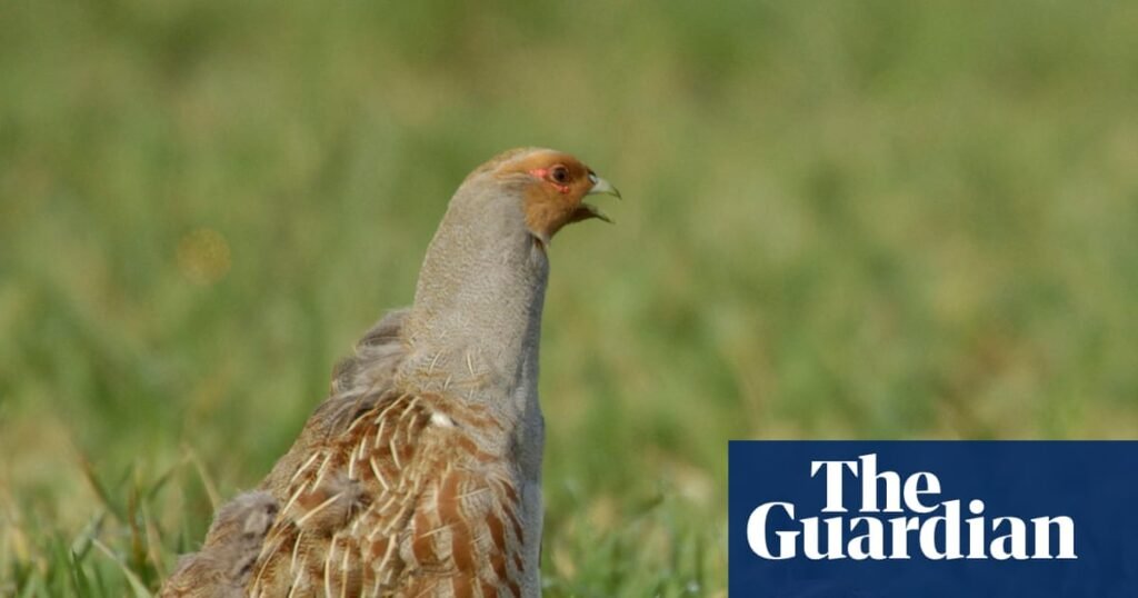 Diario rural 1951: El cortejo de perdices encabeza la cartelera de entretenimiento