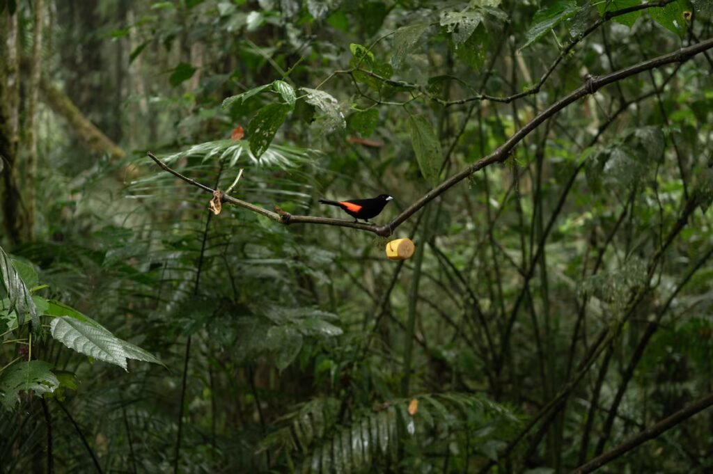 In the cloud forest of Cali, birdsong becomes medicine | International In the cloud forest of Cali, birdsong becomes medicine | International