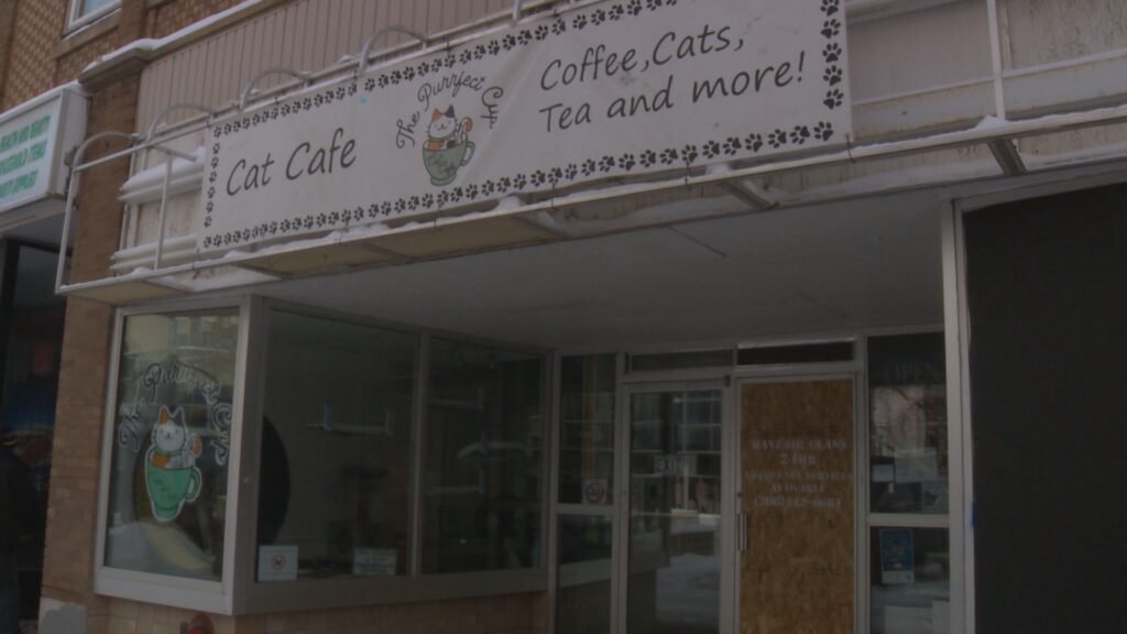 Saskatoon’s The Purrfect Cup Cat Cafe sees another act of vandalism – Saskatoon Saskatoon’s The Purrfect Cup Cat Cafe sees another act of vandalism - Saskatoon