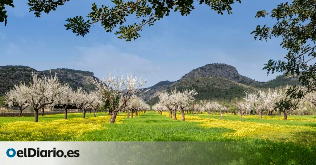 la floración de los almendros llega temprano este año