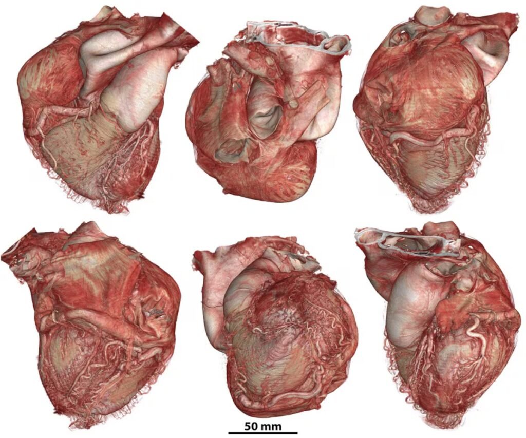 A new interactive atlas reveals the human body in unprecedented detail | Science