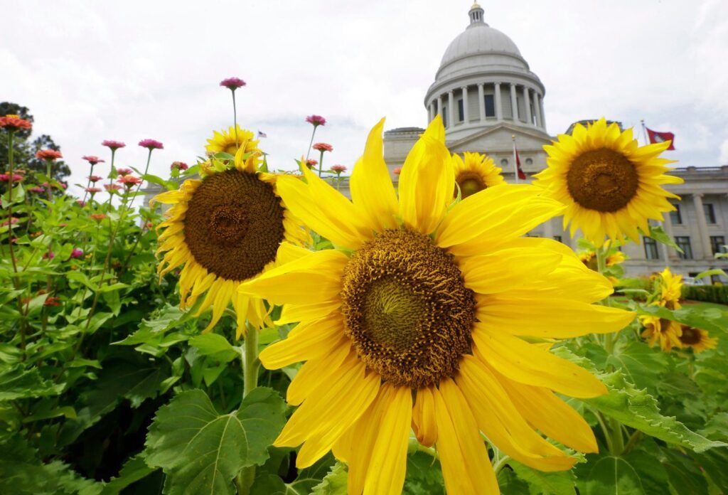 AP Decision Notes: What to expect in Arkansas' primary runoff elections