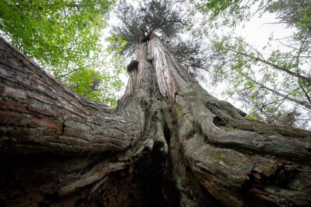 B.C. appointed them to map old-growth. Now they say province is failing to save it