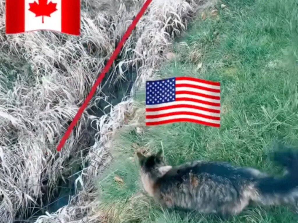 Border-hopping cat from British Columbia has following in 2 countries
