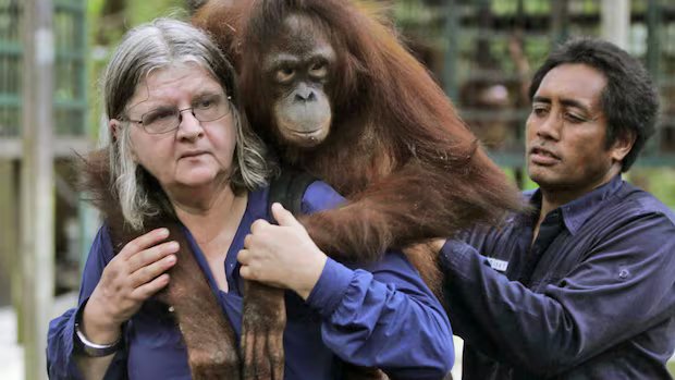 Canadian orangutan scientist Biruté Galdikas dead at 79 Canadian orangutan scientist Biruté Galdikas dead at 79