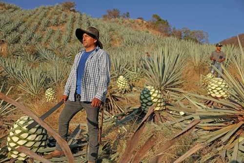 EU consume más mezcal y México paga costo ecológico EU consume más mezcal y México paga costo ecológico