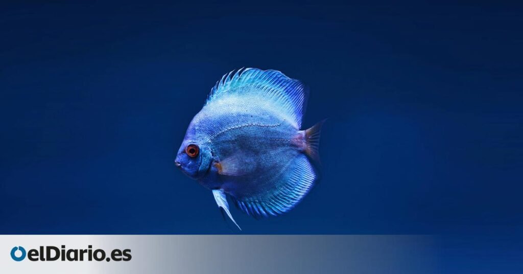 Este acuario de Barcelona devuelve un millón de litros al mar cada semana Este acuario de Barcelona devuelve un millón de litros al mar cada semana