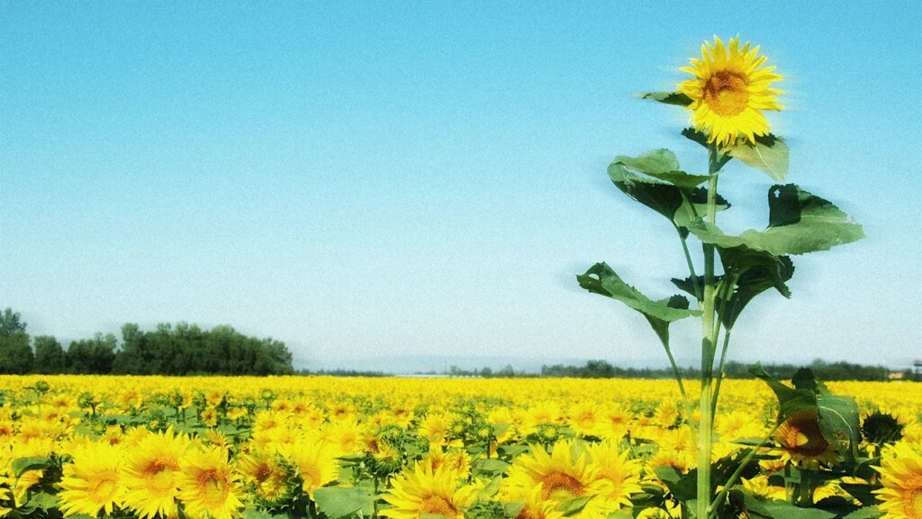 Flourishing is a team effort. Here are 5 tips to grow together