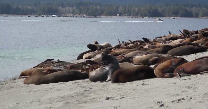 Hundreds of sea lions have taken over a Vancouver Island beach – BC Hundreds of sea lions have taken over a Vancouver Island beach - BC
