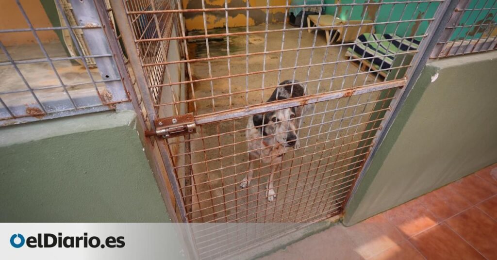 Ikram, la cachorra que llegó en patera, y sus compañeros viven entre filtraciones y jaulas corroídas por el óxido Ikram, la cachorra que llegó en patera, y sus compañeros viven entre filtraciones y jaulas corroídas por el óxido