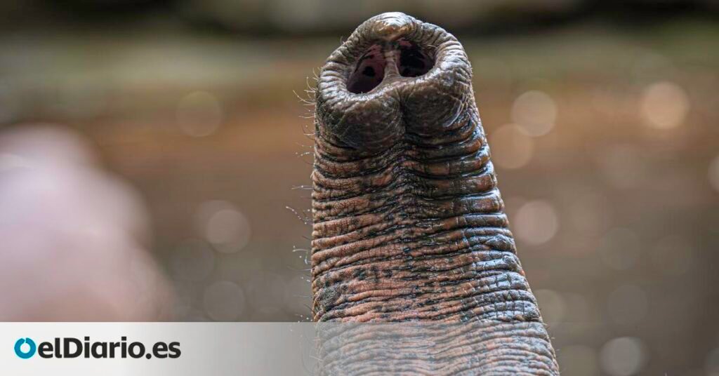 La ciencia confirma que los bigotes de la trompa del elefante no tienen equivalente en el reino animal y ya se estudian para diseñar robots