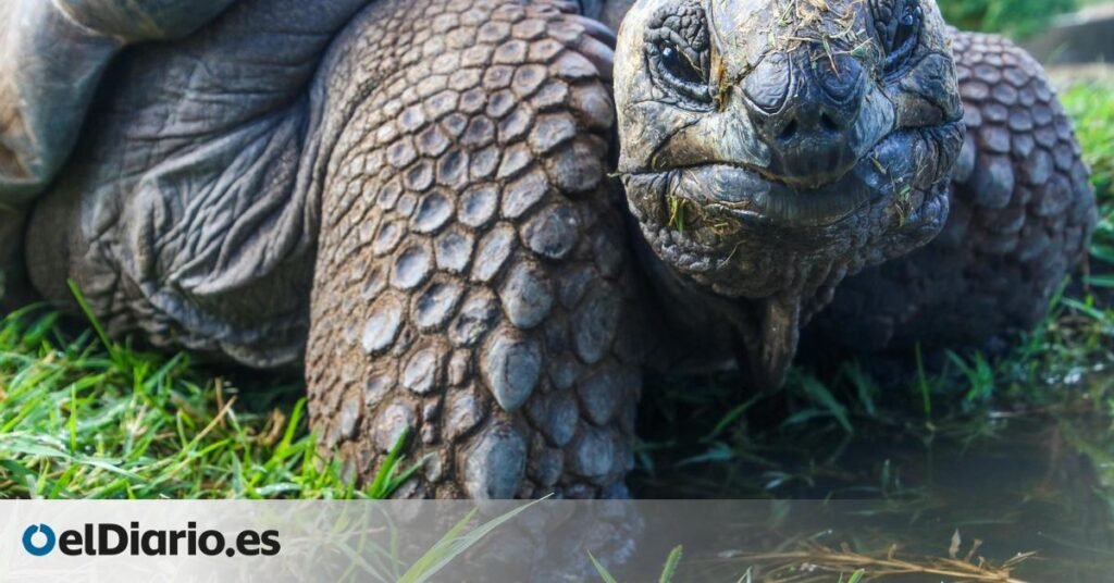 Las tortugas gigantes vuelven a las islas Galápagos después de casi 200 años Las tortugas gigantes vuelven a las islas Galápagos después de casi 200 años