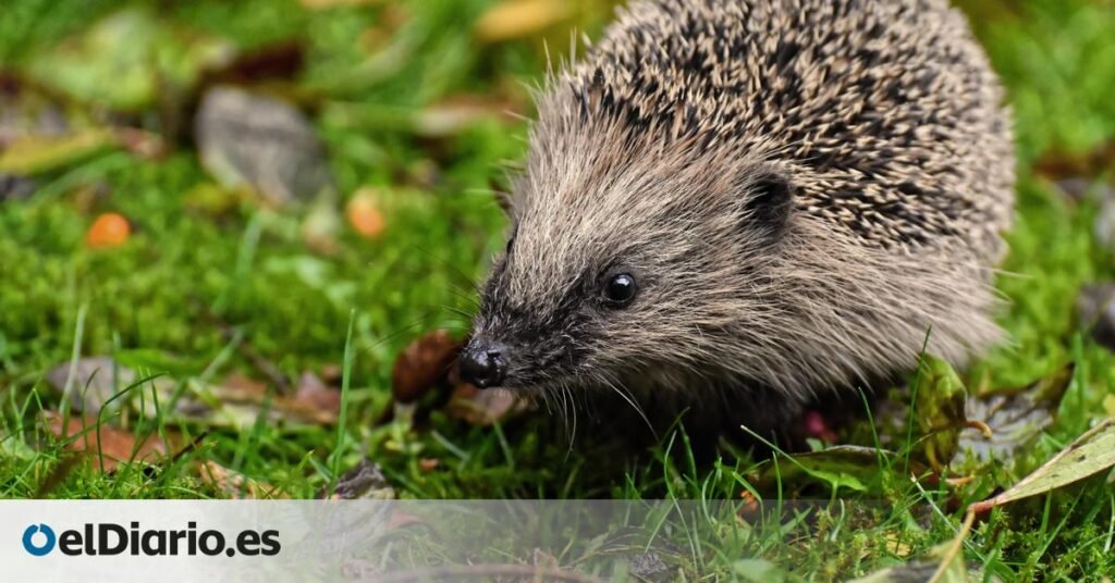Los coches siempre fueron una amenaza para los erizos y ahora algunos modelos intentan espantarlos con ultrasonidos