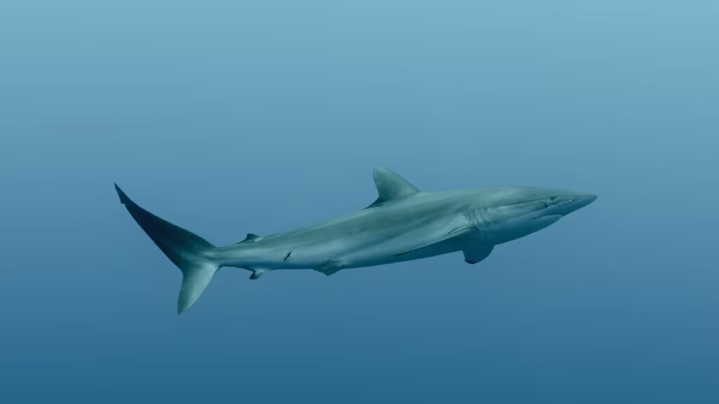 Molecular technology reveals that shark meat is being sold as corvina in Ecuador | Science Molecular technology reveals that shark meat is being sold as corvina in Ecuador | Science