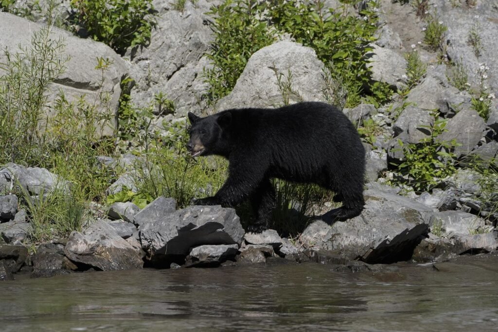 Mother bear euthanized near Los Angeles despite neighbors pushing for relocation