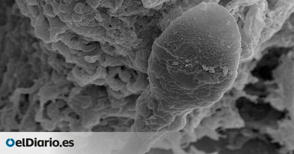 “Realmente no saben qué es arriba o abajo”