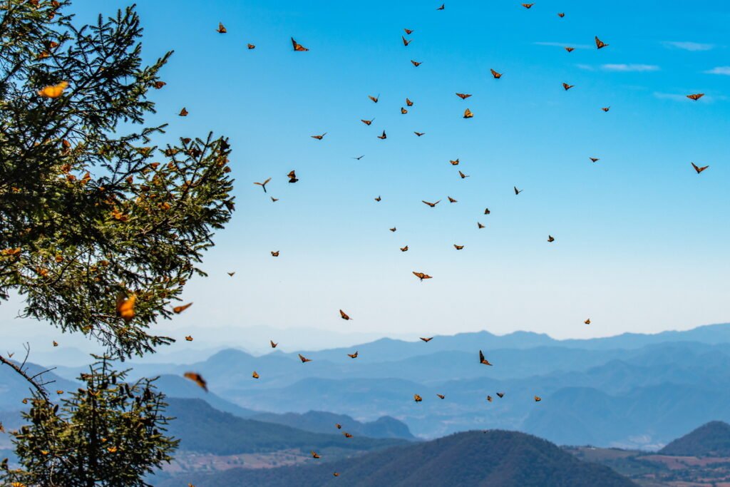 Remarkable Customized Tours to See the Monarch Butterflies