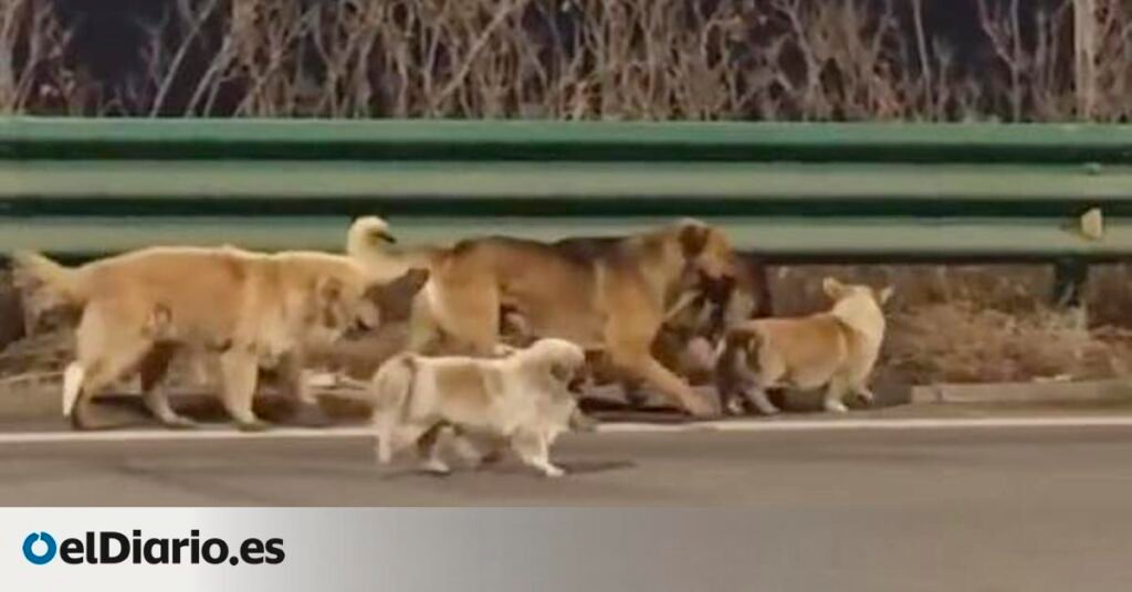 Siete perros robados en China para venderlos como carne huyen en grupo, recorren 17 kilómetros y regresan solos a casa tras varios días cruzando campos y carreteras