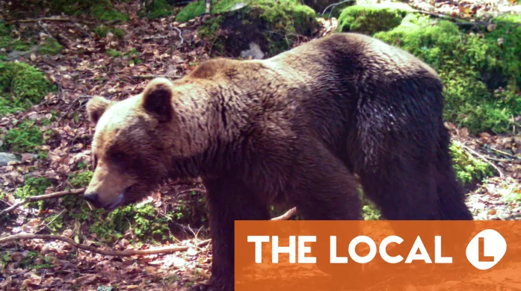 Spain’s brown bear population grows above 400 Spain's brown bear population grows above 400