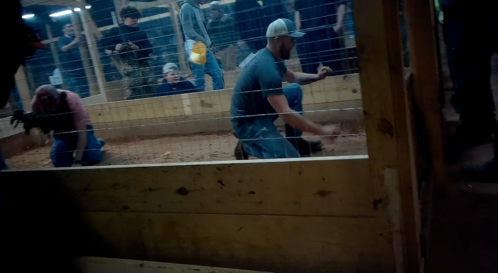 The cockfighting business on the border: Illegal breeding farms in the US and birds sold for thousands of dollars to cartels in Mexico | International