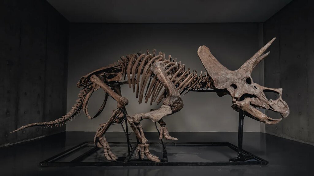 Triceratops skeleton ‘Trey’ is up for auction as dinosaur market hits record highs