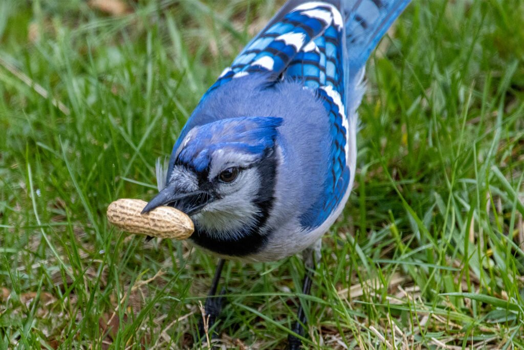 What to Feed Backyard Birds: A Species-by-Species Guide