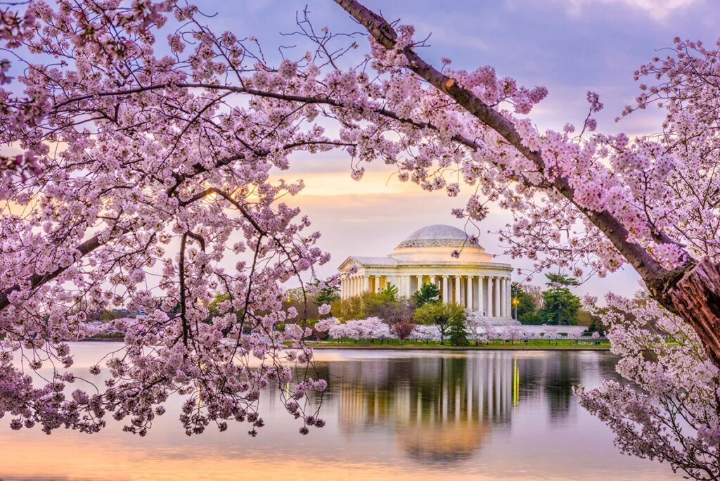 Where (and when) to see Cherry Blossoms in Washington DC Where (and when) to see Cherry Blossoms in Washington DC