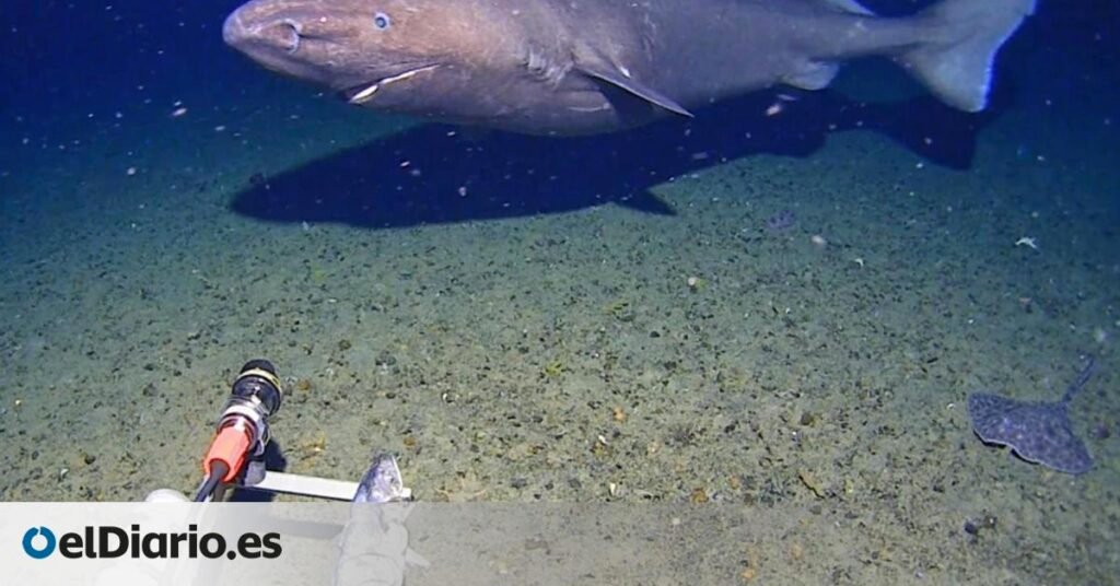 por primera vez hay imágenes de escualos en el continente más austral de la Tierra