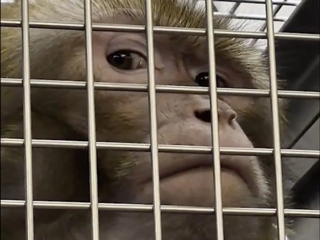 At York University’s primate lab, allegations of bruises, bloody wounds and escapes