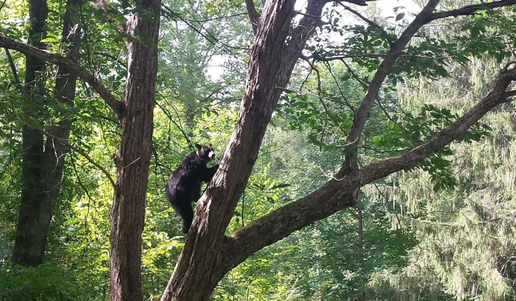 Bear incidents close trail at Great Smoky Mountains National Park