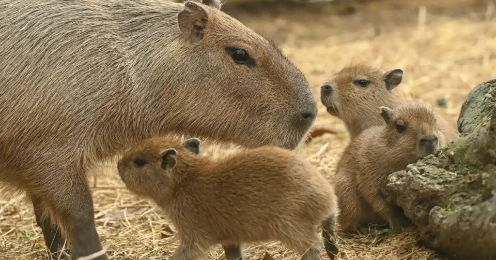 Cape May Zoo Welcomes 2 New Capybara Pups Born in April