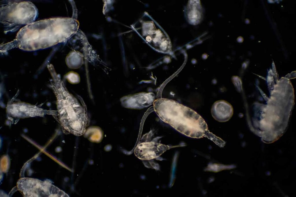 Climate Change-Fighting Zooplankton - alive magazine