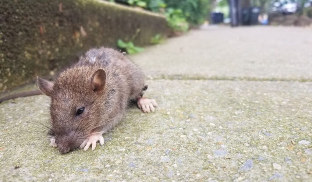 D.C. Mayor Bowser launches ‘rat birth control’ program, the city’s new tool in war on rodents